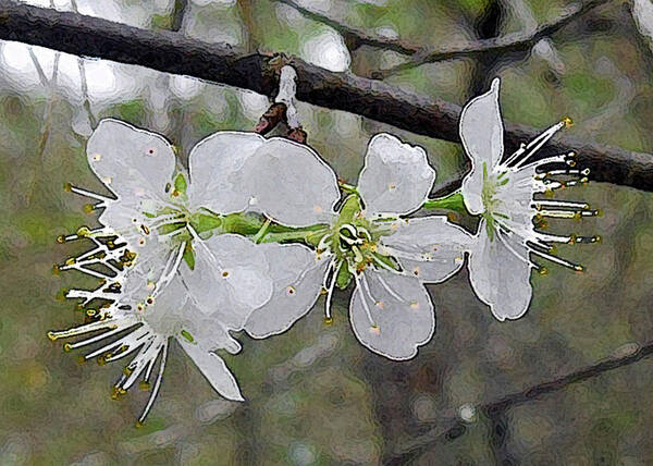 Pear Blossoms Art Print featuring the digital art Pear Blossoms Painting by Marnie Hutcheson