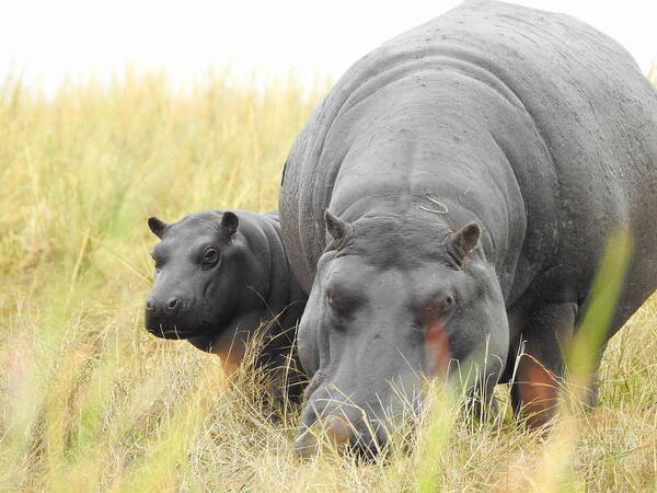 Africa Art Print featuring the photograph Peek by Betty-Anne McDonald