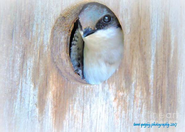 Tree Swallow Art Print featuring the photograph Peek Of Blue by Tami Quigley