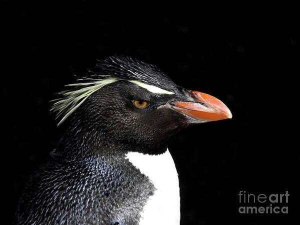 Penguin Art Print featuring the photograph Pengun Profile by Beth Myer Photography