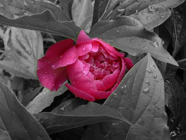Peonies Art Print featuring the photograph Peonies by Nancie DeMellia