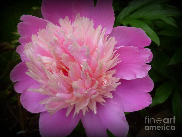 Beauty Art Print featuring the photograph Peony Bowl of Beauty by Lingfai Leung