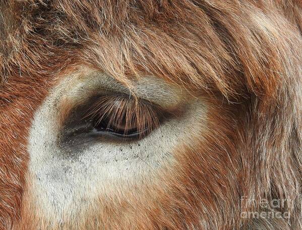 Donkey Art Print featuring the photograph Perception by Jan Gelders