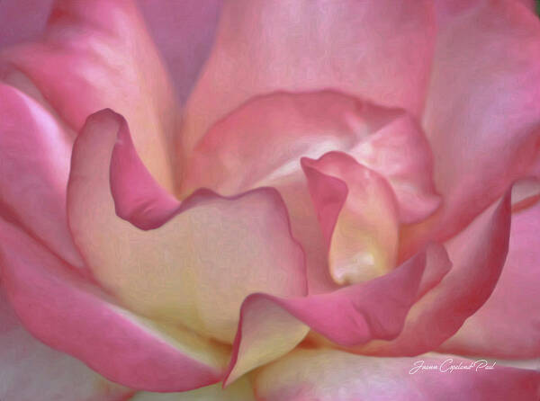 Pink Rose Petals Art Print featuring the photograph Pink Rose Petals by Joann Copeland-Paul