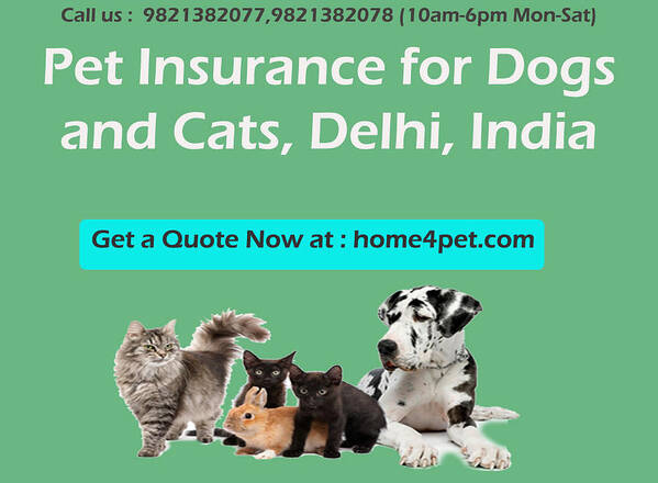 Pet Insurance For Dogs And Cats Art Print featuring the mixed media Pet Insurance for Dogs and Cats, Delhi, India by John Lee