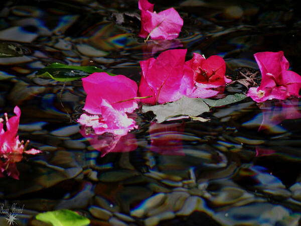 Water Art Print featuring the photograph Petals in Water by Scott Hovind