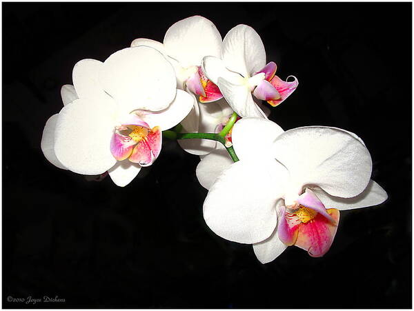 Phalaenopsis Orchid Art Print featuring the photograph Phalaenopsis Orchid by Joyce Dickens