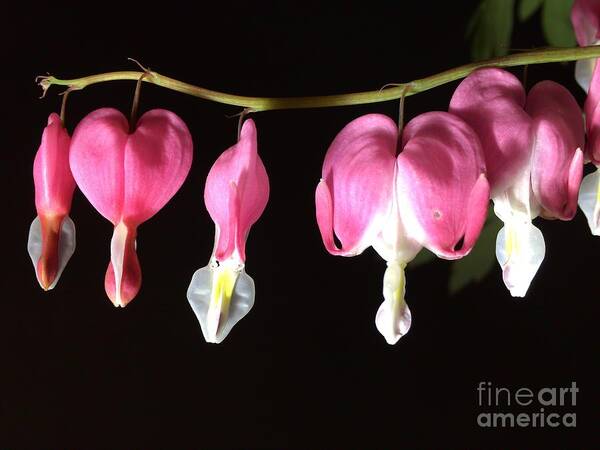 Photograph Art Print featuring the photograph Photograph of Pink Bleeding Heart by Delynn Addams by Delynn Addams