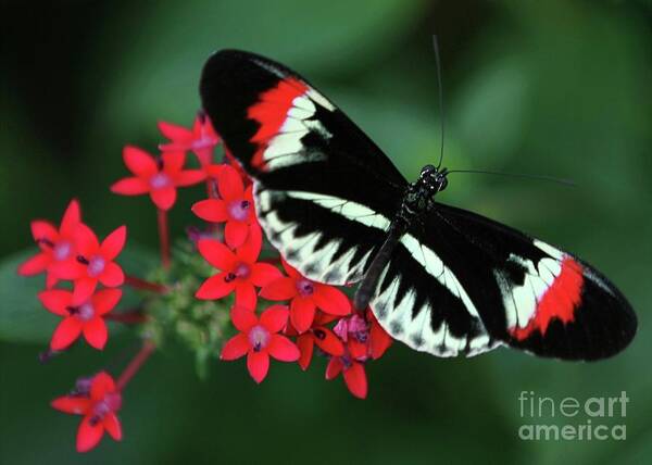 Butterfly Art Print featuring the photograph Piano Key Butterfly by Sabrina L Ryan