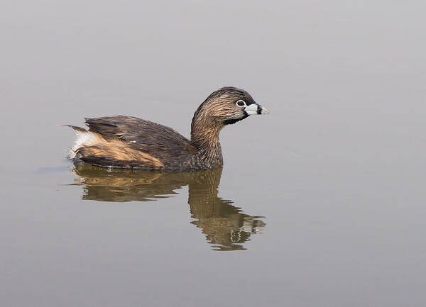 Pied-billed Grebe Art Print featuring the photograph Pied-billed Grebe by Jim Zablotny