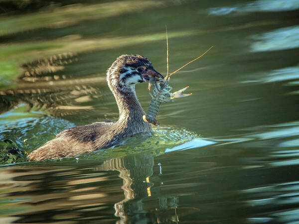 Pied-billed Art Print featuring the photograph Pied-billed Grebe with Crawdad 2439 by Tam Ryan