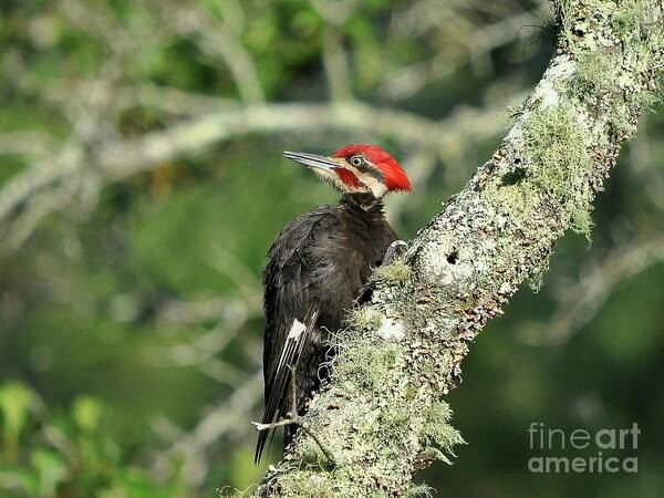 Pileated Woodpecker Art Print featuring the photograph Pileated Perch by Al Powell Photography USA