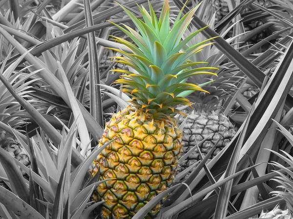 Pineapple Art Print featuring the photograph Pineapple Love by Melinda Baugh