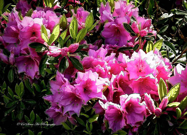 Flowers Art Print featuring the photograph Pink Azaleas by Ed Stines