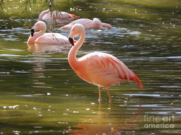 Photo Art Print featuring the photograph Pink Flamingo by Chris Tarpening