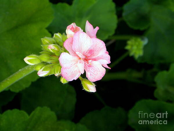 Flower Art Print featuring the photograph Pink Geranium by Terri Mills