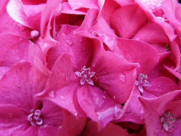 Flower Art Print featuring the photograph Pink Hydrangea after Rain by Valerie Ornstein