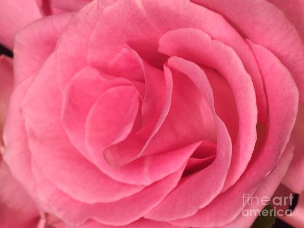 Pink Art Print featuring the photograph Pink Layers by Nona Kumah