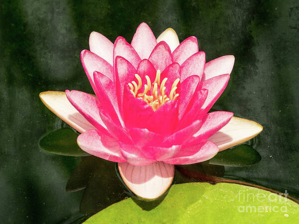 Pink Lily Art Print featuring the photograph Pink Lily by Scott and Dixie Wiley