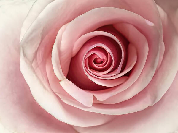Rose Art Print featuring the photograph Pink Rose by Andrew Soundarajan