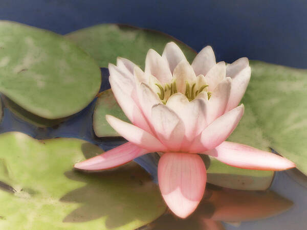 Water Lily Art Print featuring the photograph Pink Water Lily - photograph by Ann Powell