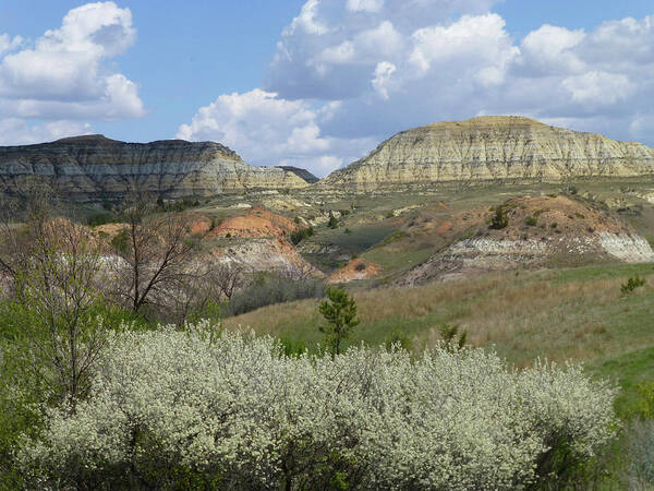 North Dakota Art Print featuring the photograph Plum Thicket near the Burning Coal Vein by Cris Fulton