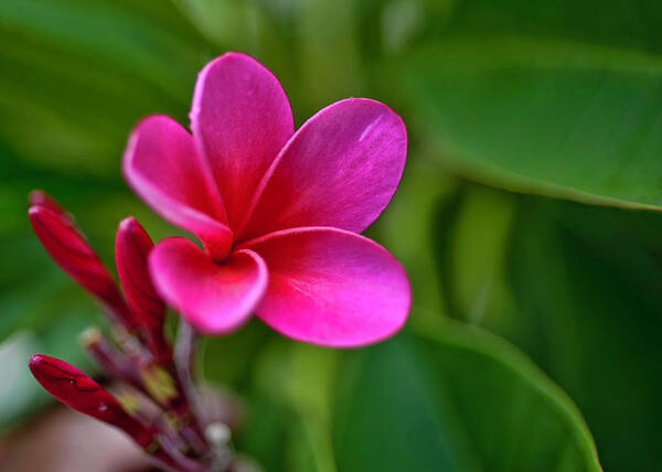 Hawaii Art Print featuring the photograph Plumeria - Royal Hawaiian by Dan McManus