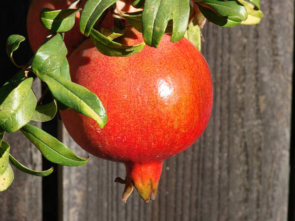 Pomegranate Art Print featuring the photograph Pomegranate by Liz Vernand