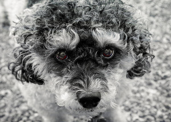 Pet Art Print featuring the photograph Poodle Eyes by Keith Armstrong
