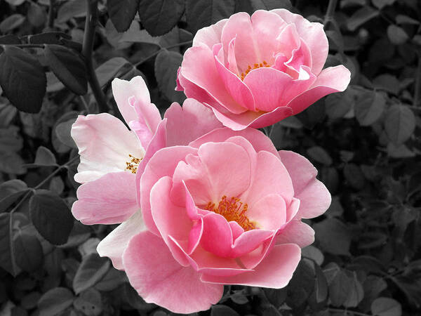 Flower Art Print featuring the photograph Popping Pink Roses by Amy Fose