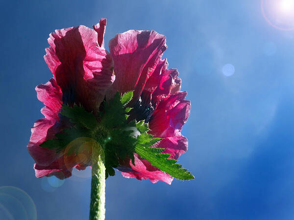 Back Side Of Flowers Art Print featuring the photograph Poppy in the Sun by David T Wilkinson