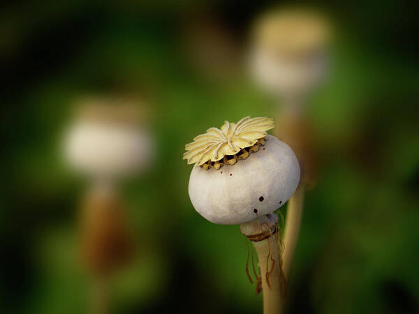 Poppy Art Print featuring the photograph Poppy Seed Pod - 365-147 by Inge Riis McDonald