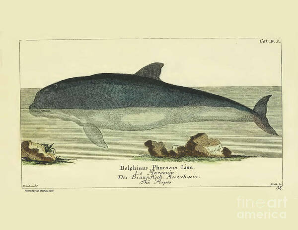 Gottlieb August Lange Art Print featuring the drawing Porpoise by G.A. Lange 1780 by Art MacKay