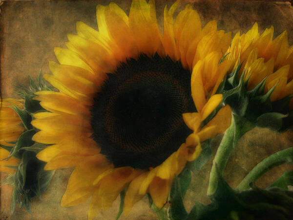 Sun Flowers Art Print featuring the photograph Portrait by John Rivera