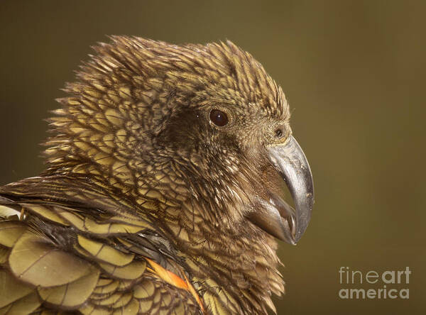 Behavior Art Print featuring the photograph Portrait Of Kea Calling by Max Allen