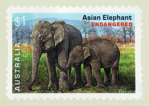 Postage Stamp Art Print featuring the photograph Postage Stamp - Asian Elephant by Kaye Menner by Kaye Menner