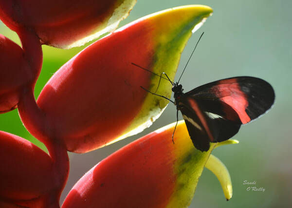 Postman Art Print featuring the photograph Postman Butterfly's Search by Sandi OReilly