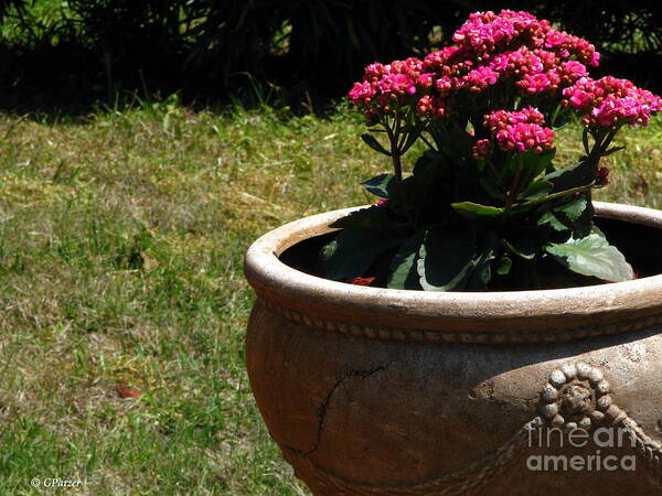 Patzer Art Print featuring the photograph Pot Full Of Annuals by Greg Patzer