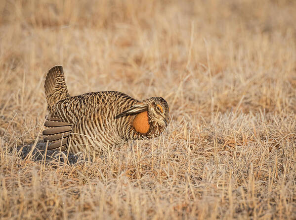 Wisconsins Prairie Chicken Art Print featuring the photograph Prairie Chicken 9-2015 by Thomas Young