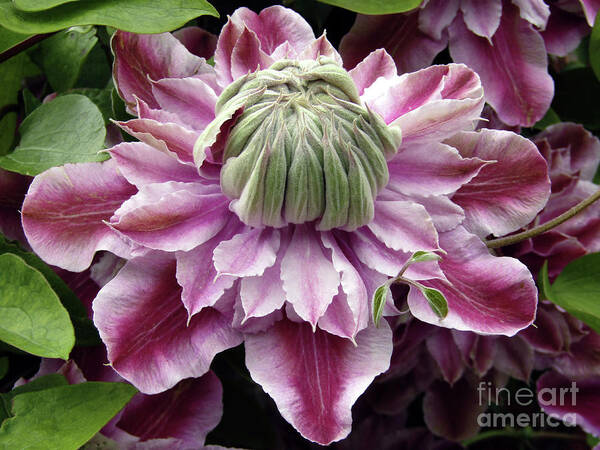 Clematis Art Print featuring the photograph Pretty Josephine 9 by Kim Tran