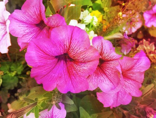 Pretty Pink Petunias Art Print featuring the photograph Pretty Pink Petunias by Femina Photo Art By Maggie