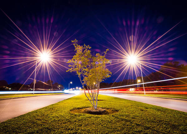 Hart Green Art Print featuring the photograph Proud Tree by Hart Green