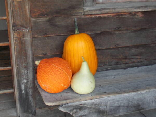 Shelburne Art Print featuring the photograph Pumpkin on a Bench by Catherine Gagne