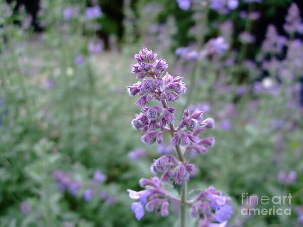 Purple Art Print featuring the photograph Purple Cat Mint by Julia Underwood