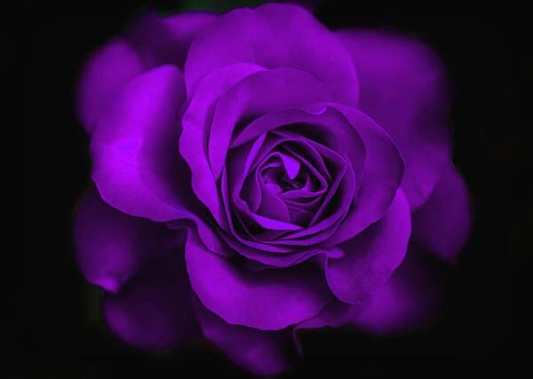 Rose Art Print featuring the photograph Purple Crispy Rose by Lilia S