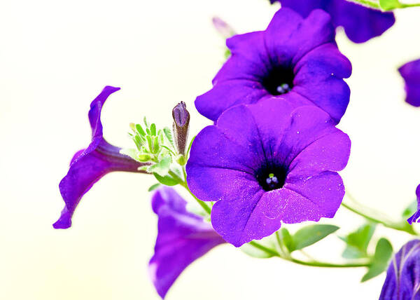 Flower Art Print featuring the photograph Purple Flowers on Light Background by Edward Myers