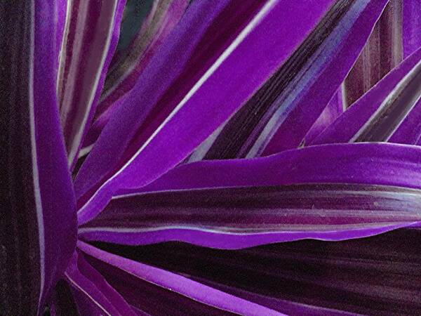 Leaves Art Print featuring the photograph Purple Fronds by Carolyn Jacob