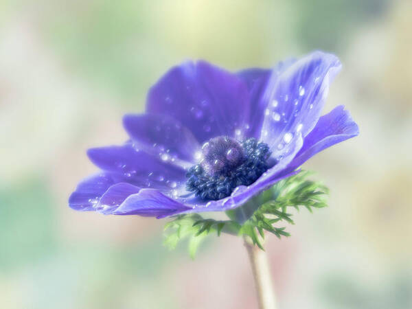 Anemone Art Print featuring the photograph Purple is the pantone color for 2018. by Usha Peddamatham