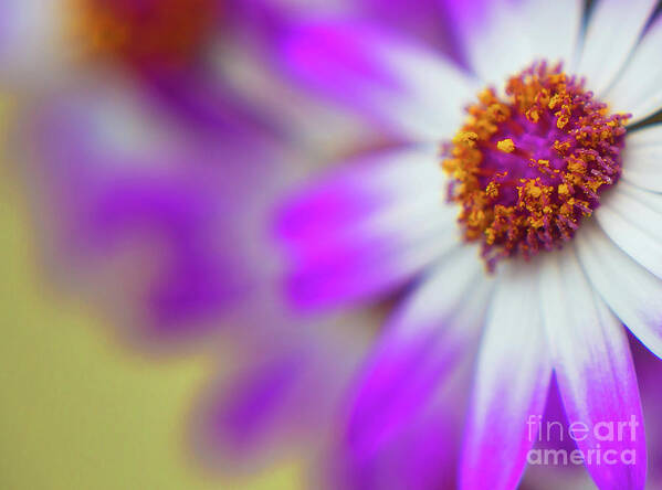 Flora Art Print featuring the photograph Purple Spring 12 by Alex Art