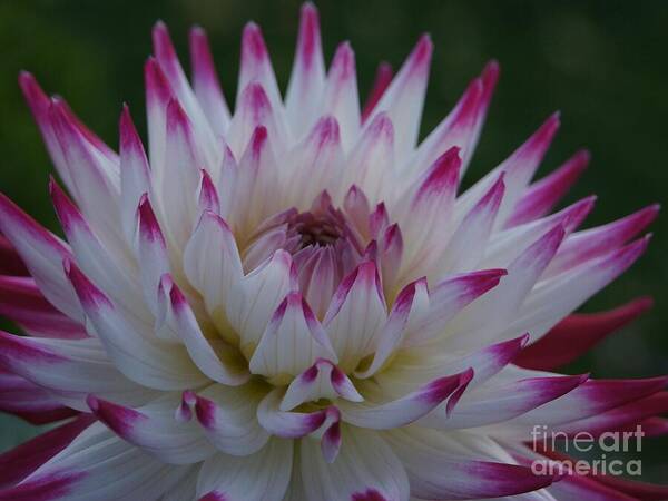 Dahlia Art Print featuring the photograph Purple Tipped Starburst Dahlia by Patricia Strand